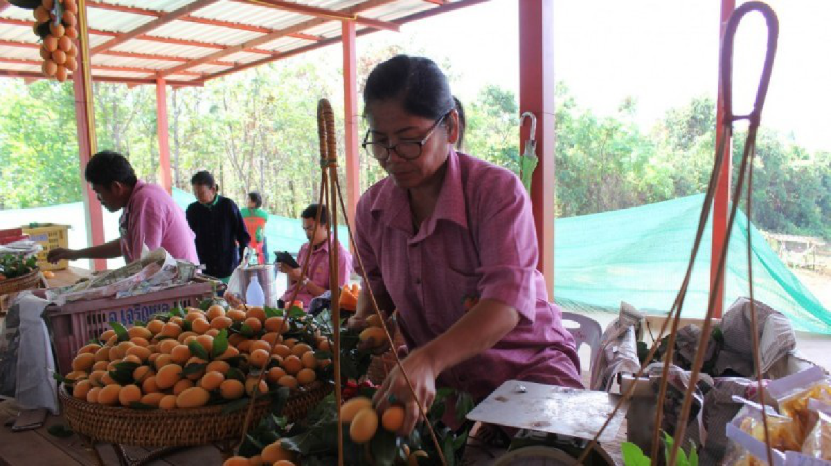 พิษณุโลกคาดมะยงชิดทำเงินเข้าพื้นที่80ล.