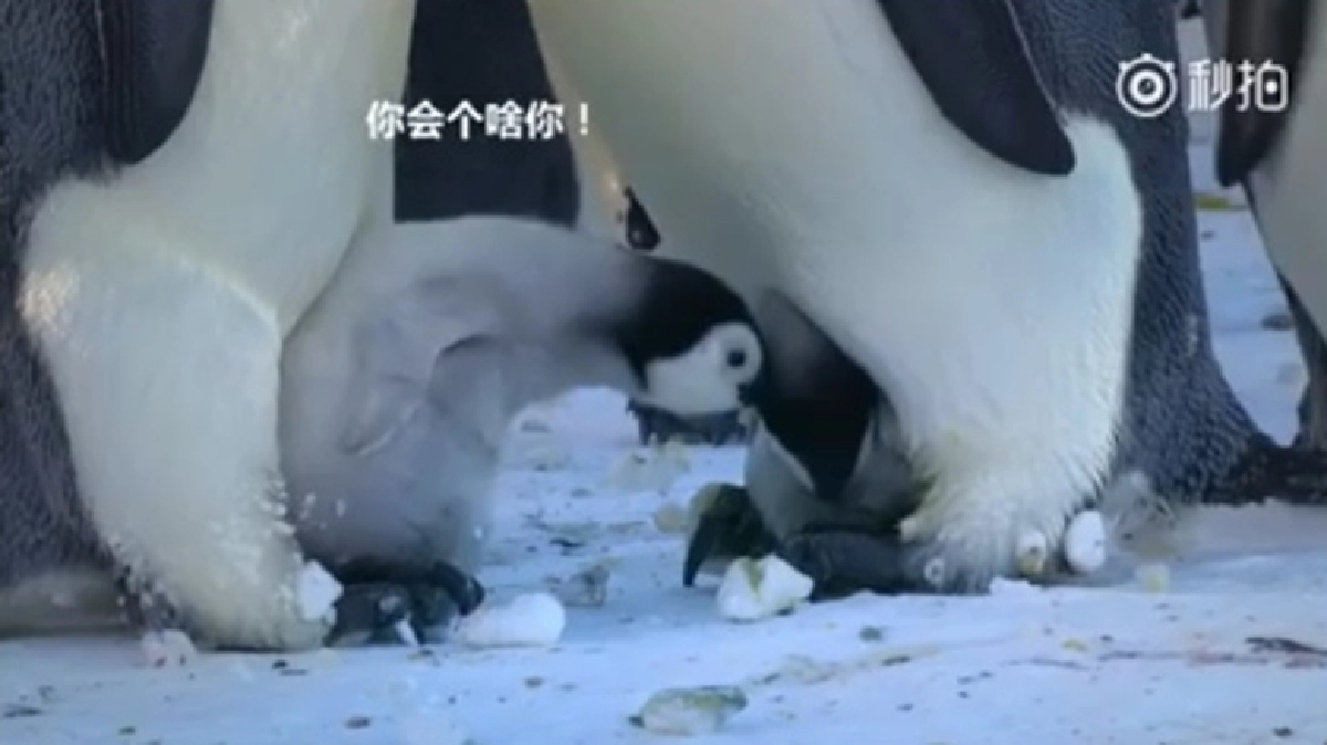 ลูกของข้าใครอย่าแตะ !!