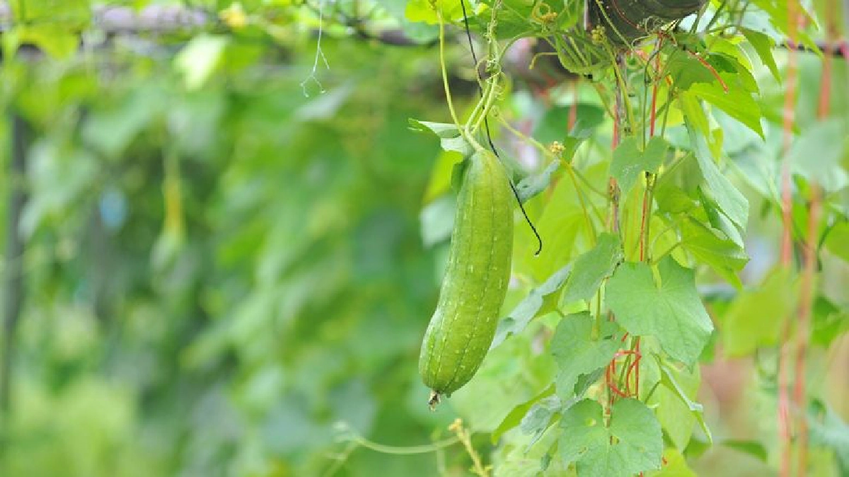 สุขในชุมชน คนเดินตามรอยวิถีพอเพียง สุขในชุมชน คนเดินตามรอยวิถีพอเพียง