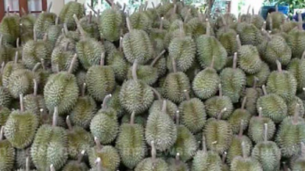ก.เกษตรฯเตือนเกษตรกรและพ่อค้าอย่าขายทุเรียนอ่อน