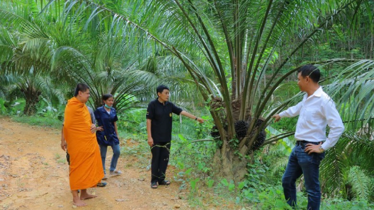 หลวงพี่วอนโจรหยุดขโมยตัดปาล์มน้ำมันในสวนของวัด