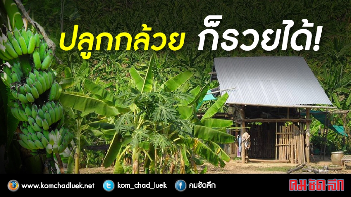 "สุเมธี ทิพย์อาสน์"ปลูกกล้วยน้ำว้าแซมยางพาราทำเงิน