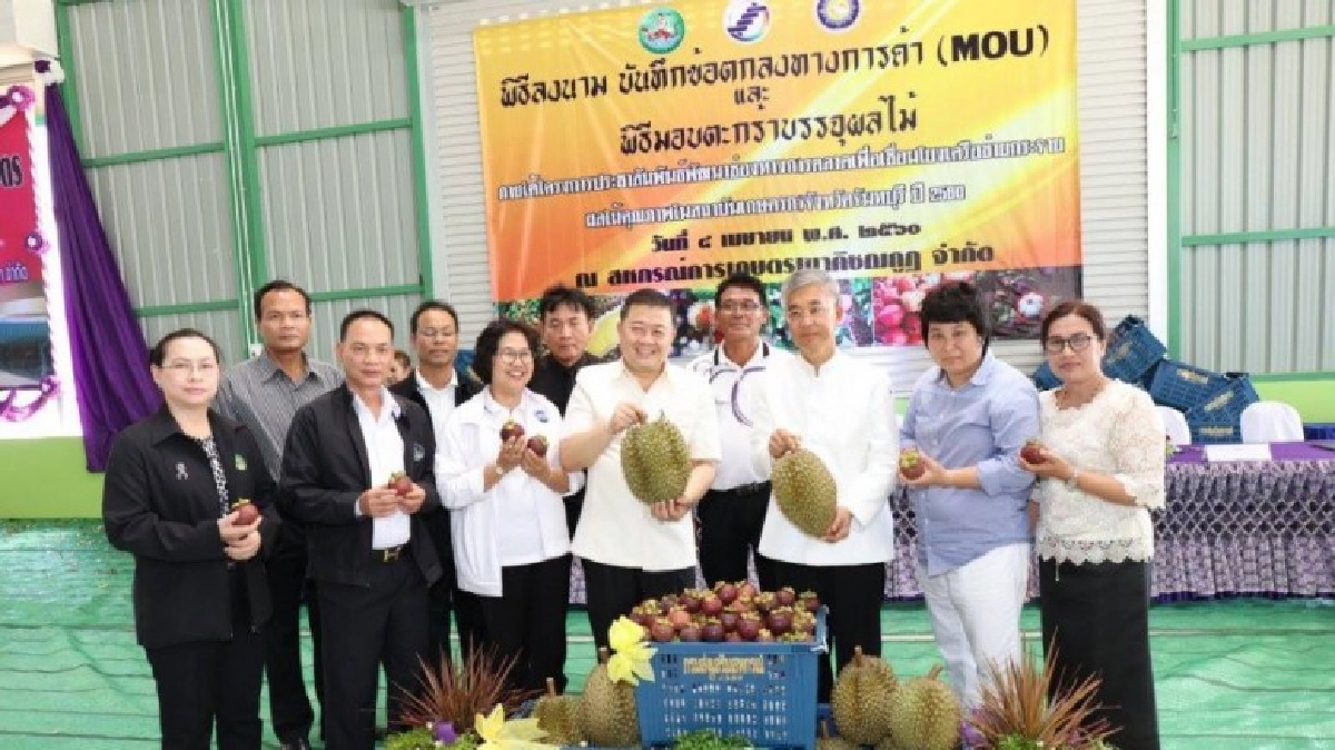  สหกรณ์ 4 แห่งจ.จันทบุรีรวบรวมผลไม้คุณภาพส่งแมคโครและจีน 