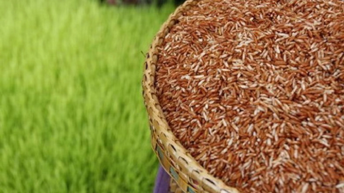 เกษตรฯ ชู “ข้าวสังข์หยดเมืองพัทลุง” ขึ้นทะเบียน GI ในEU  
