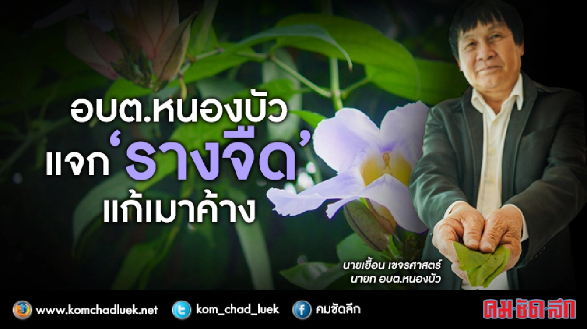 แจกรางจืดแก้เมาค้าง แจกรางจืดแก้เมาค้าง