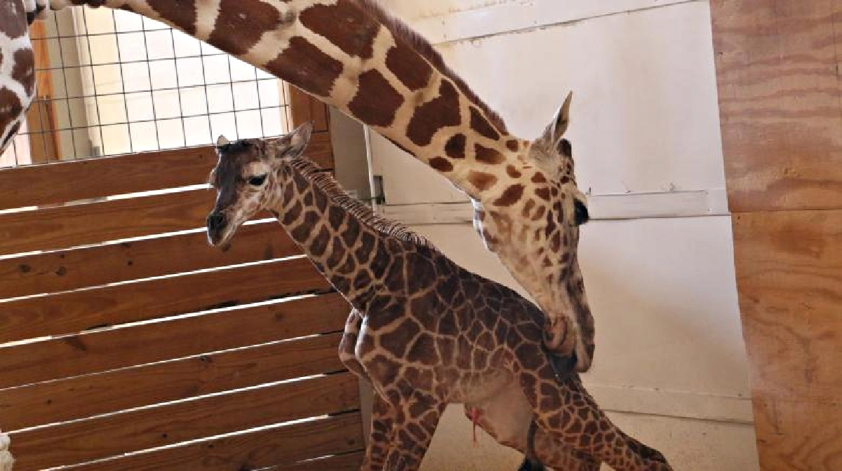 ยีราฟ “เอพริล” คลอดลูกแล้ว! เพศผู้ 