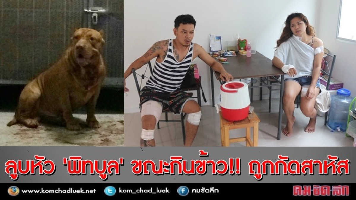 ลูบหัว "พิทบูล" ขณะกินข้าว ถูกกัดสาหัส!! ลูบหัว "พิทบูล" ขณะกินข้าว ถูกกัดสาหัส!!