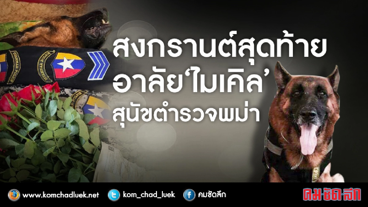 สงกรานต์สุดท้ายอาลัย “ไมเคิล”สุนัขตำรวจพม่า สงกรานต์สุดท้ายอาลัย “ไมเคิล”สุนัขตำรวจพม่า