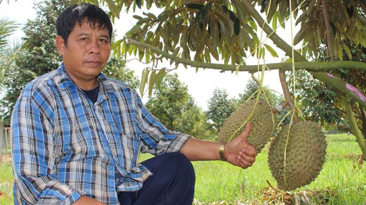 เกษตรกรพลิกไร่มันสำปะหลังปลูกทุเรียนได้ผลดี เกษตรกรพลิกไร่มันสำปะหลังปลูกทุเรียนได้ผลดี