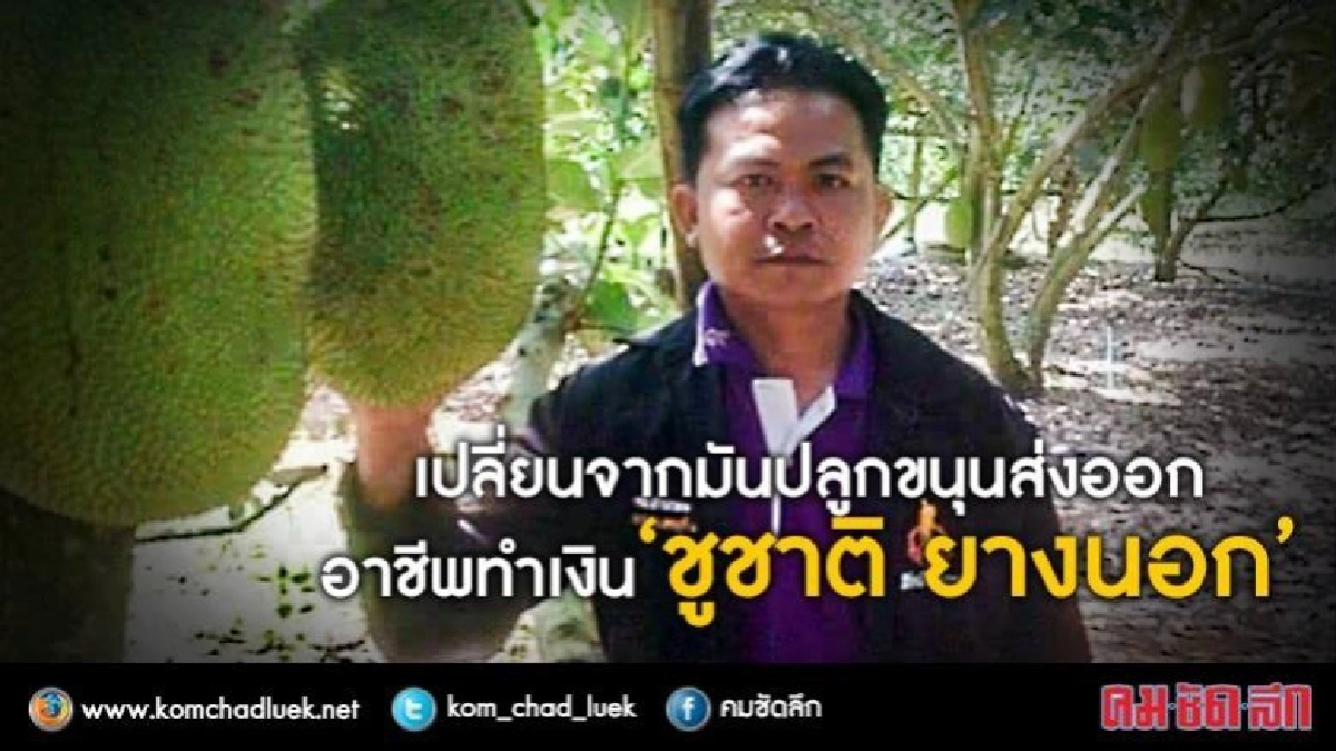 เปลี่ยนปลูกมันสำปะหลังมาทำไร่ขนุนพันธุ์ทองประเสริฐส่งออก