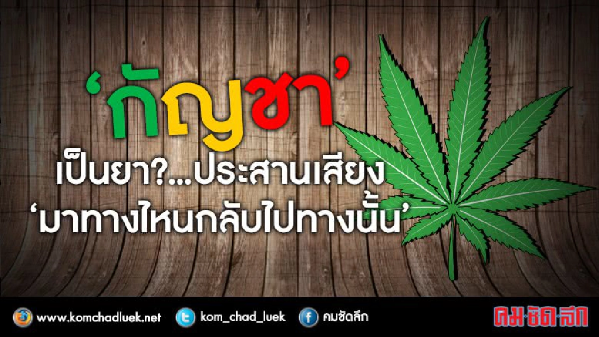 กัญชาเป็นยา?ประสานเสียง“มาทางไหนกลับไปทางนั้น” กัญชาเป็นยา?ประสานเสียง“มาทางไหนกลับไปทางนั้น”