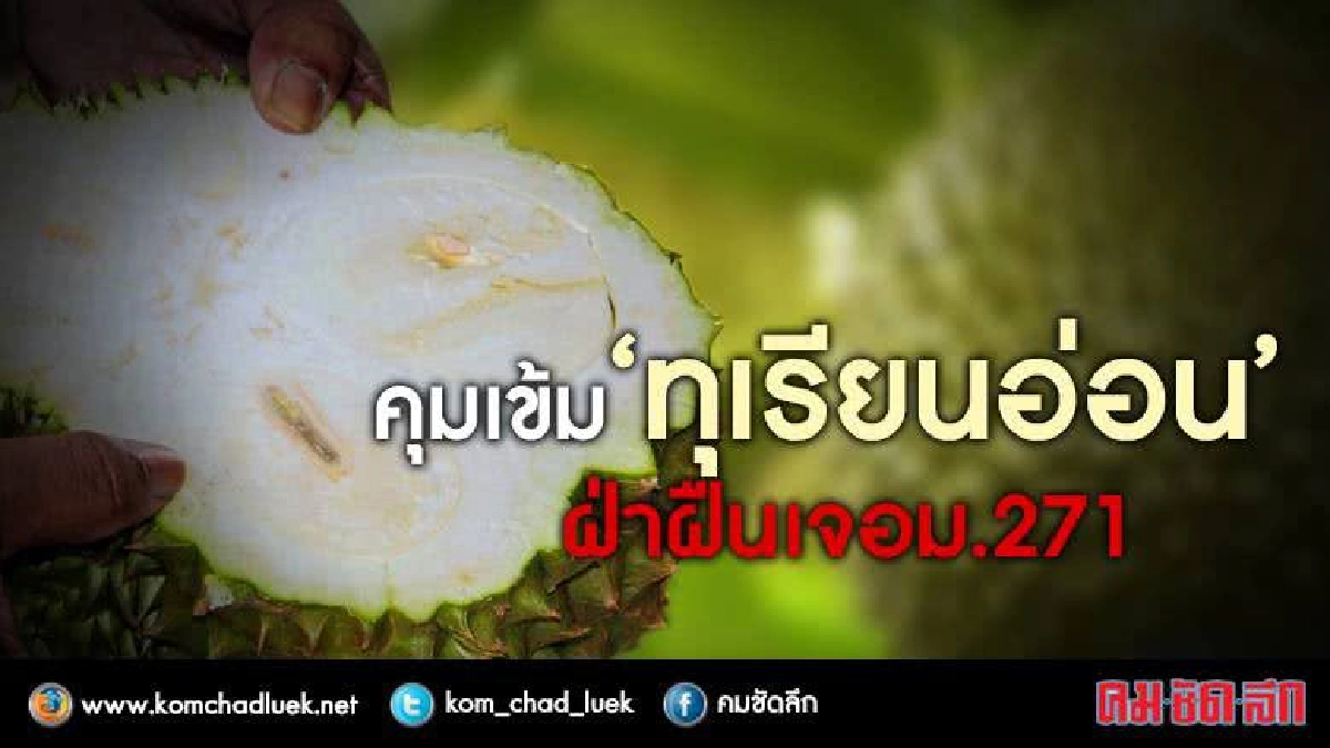 คุมเข้ม “ทุเรียนอ่อน" จากสวนเกษตรกรสู่ตลาดต่างแดน คุมเข้ม “ทุเรียนอ่อน" จากสวนเกษตรกรสู่ตลาดต่างแดน