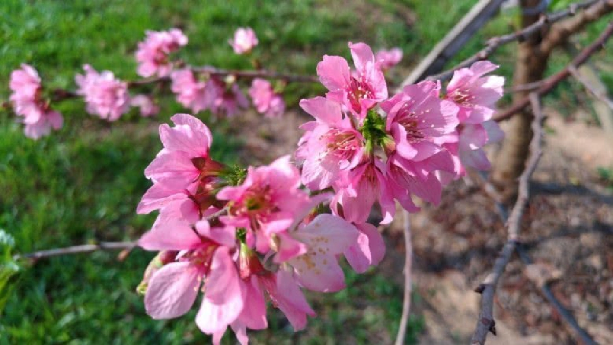 บานแล้วจ้า"ดอกซากุระ"ในไทยกว่า 200 ต้นที่ มฟล.