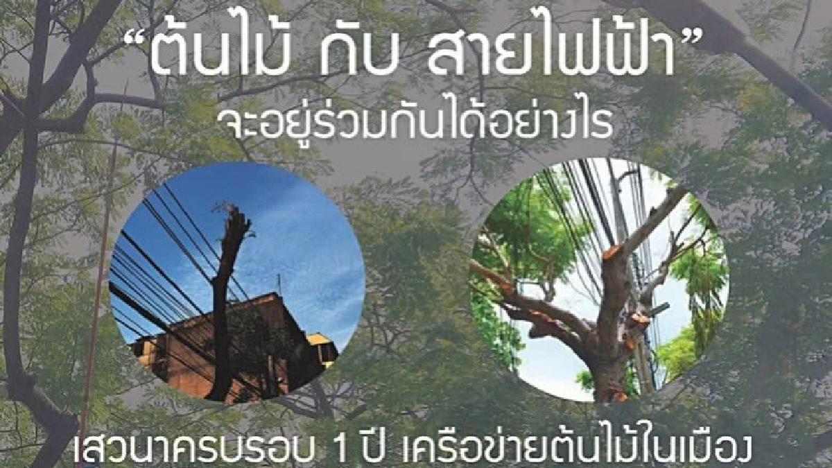 ‘ต้นไม้ กับ สายไฟฟ้า’จะอยู่ร่วมกันได้อย่างไร ‘ต้นไม้ กับ สายไฟฟ้า’จะอยู่ร่วมกันได้อย่างไร