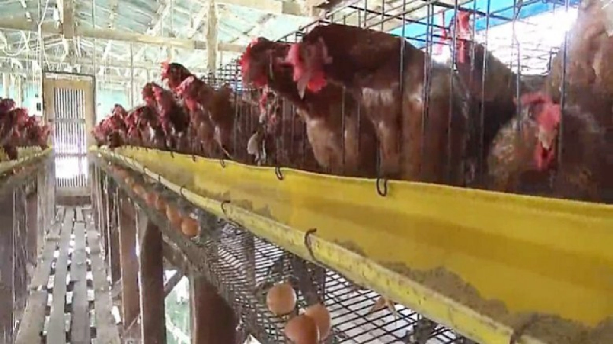 ทำสปริงเกอร์คลายร้อนให้ไก่ไข่