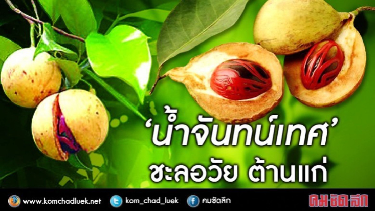 ไม่อยากแก่ดื่ม ‘น้ำจันทน์เทศ’