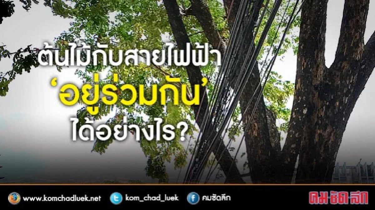 ต้นไม้กับสายไฟฟ้า“อยู่ร่วมกัน”ได้อย่างไร? ต้นไม้กับสายไฟฟ้า“อยู่ร่วมกัน”ได้อย่างไร?