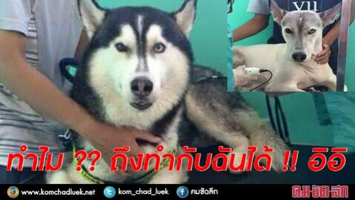 โถๆ หมดกัน เจ้า "ไซบีเรียนฮัสกี้" โถๆ หมดกัน เจ้า "ไซบีเรียนฮัสกี้"