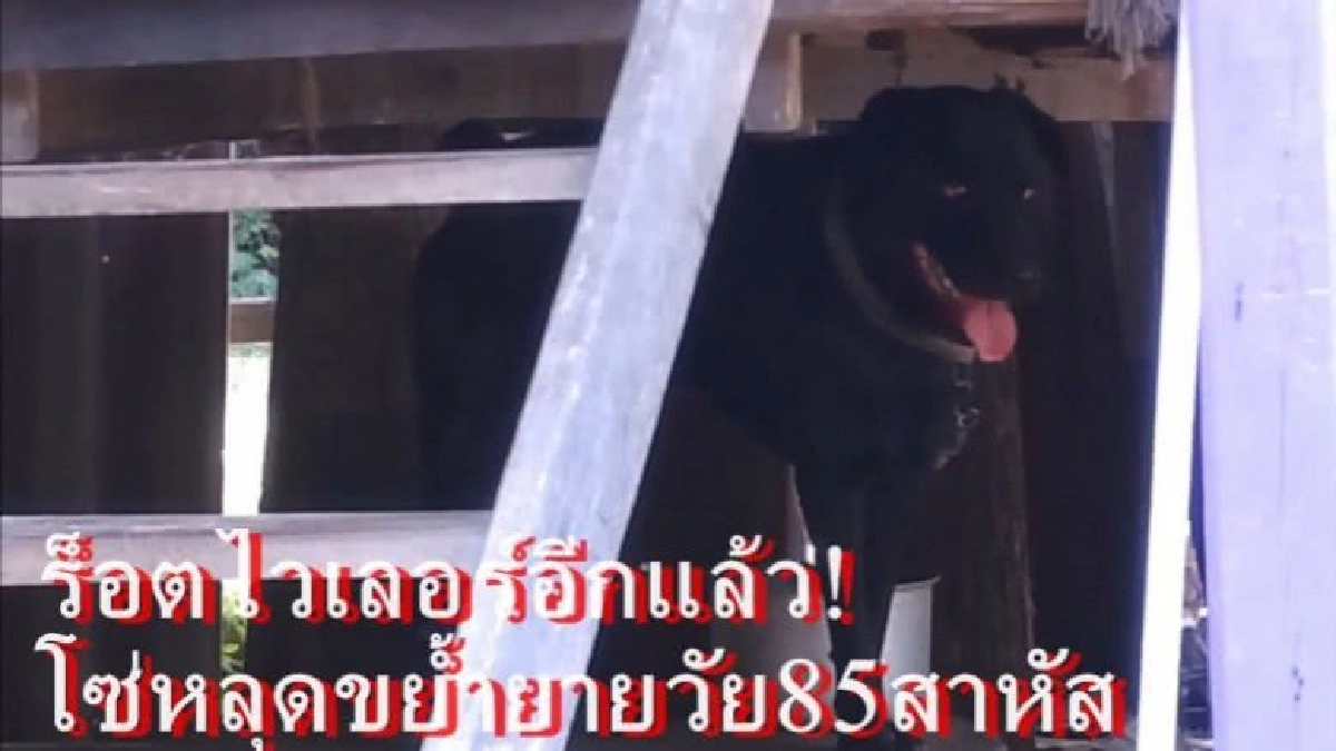ร็อตไวเลอร์โซ่หลุด!ขย้ำยายวัย85สาหัส ร็อตไวเลอร์โซ่หลุด!ขย้ำยายวัย85สาหัส
