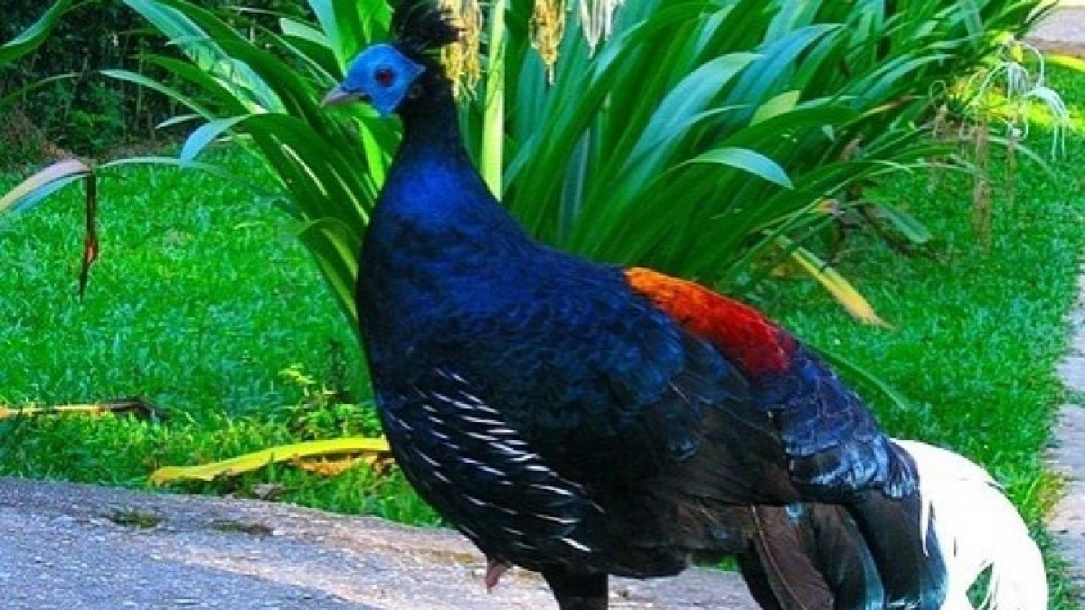  ชม “ไก่ฟ้า” ที่สวนสัตว์ดุสิตในวันแรงงาน