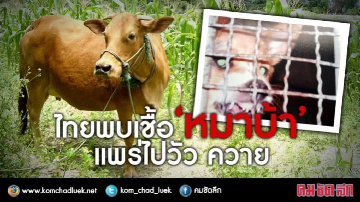 แพทย์ชี้วัว ควายติดพิษสุนัขบ้าจากถูกหมากัด