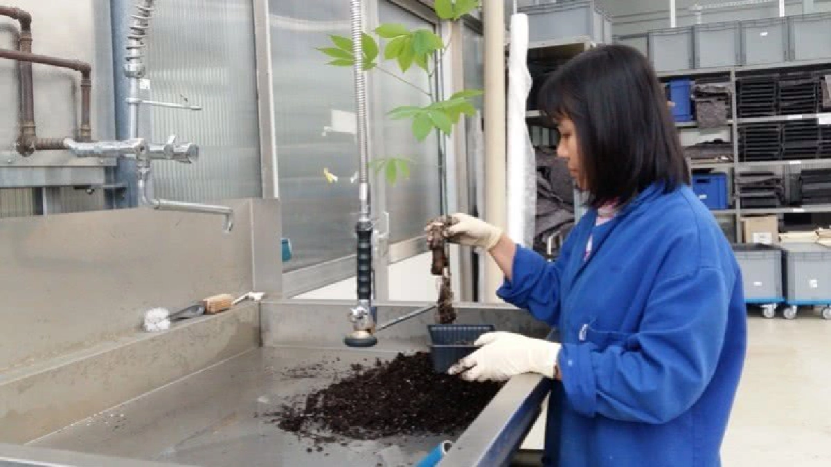 จำลอง "มันลำปะหลัง"พืชศก.ของโลก 