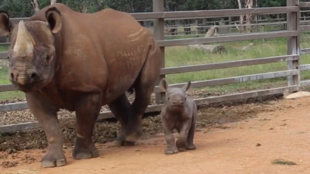 ออสเตรเลียเผยโฉม ‘ลูกแรดดำ’ ใกล้สูญพันธุ์ ออสเตรเลียเผยโฉม ‘ลูกแรดดำ’ ใกล้สูญพันธุ์