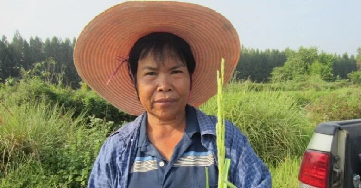 บุญเรือน ทองจำรัส เพาะพันธุ์ข้าวจากน้ำหมักรกหมูเพิ่มความงอก บุญเรือน ทองจำรัส เพาะพันธุ์ข้าวจากน้ำหมักรกหมูเพิ่มความงอก