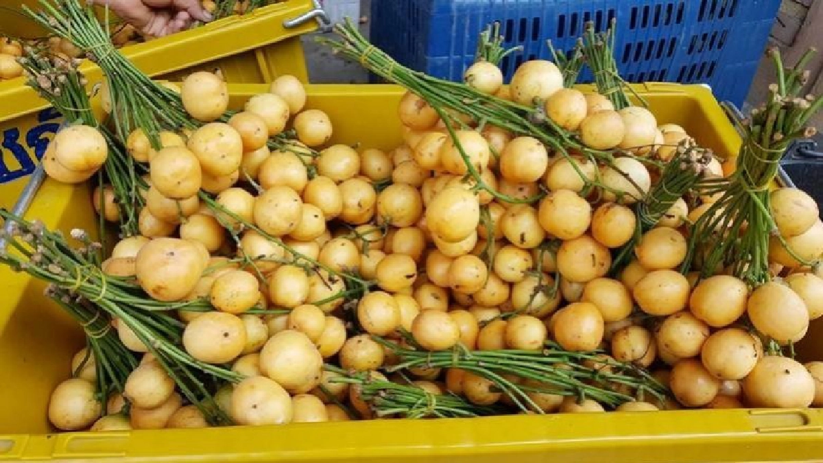 แห่รับซื้อ“มะไฟ”พันธุ์เหรียญทองส่งออกตปท. แห่รับซื้อ“มะไฟ”พันธุ์เหรียญทองส่งออกตปท.