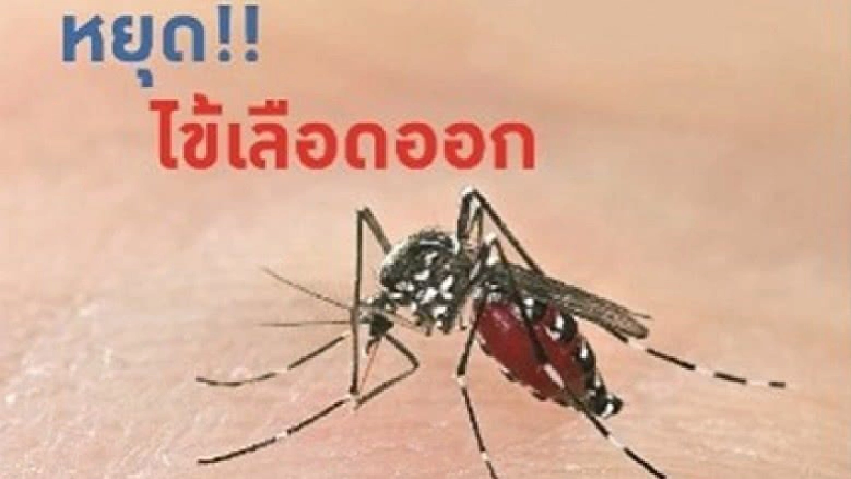 “วัคซีนไข้เลือดออก” “วัคซีนไข้เลือดออก”