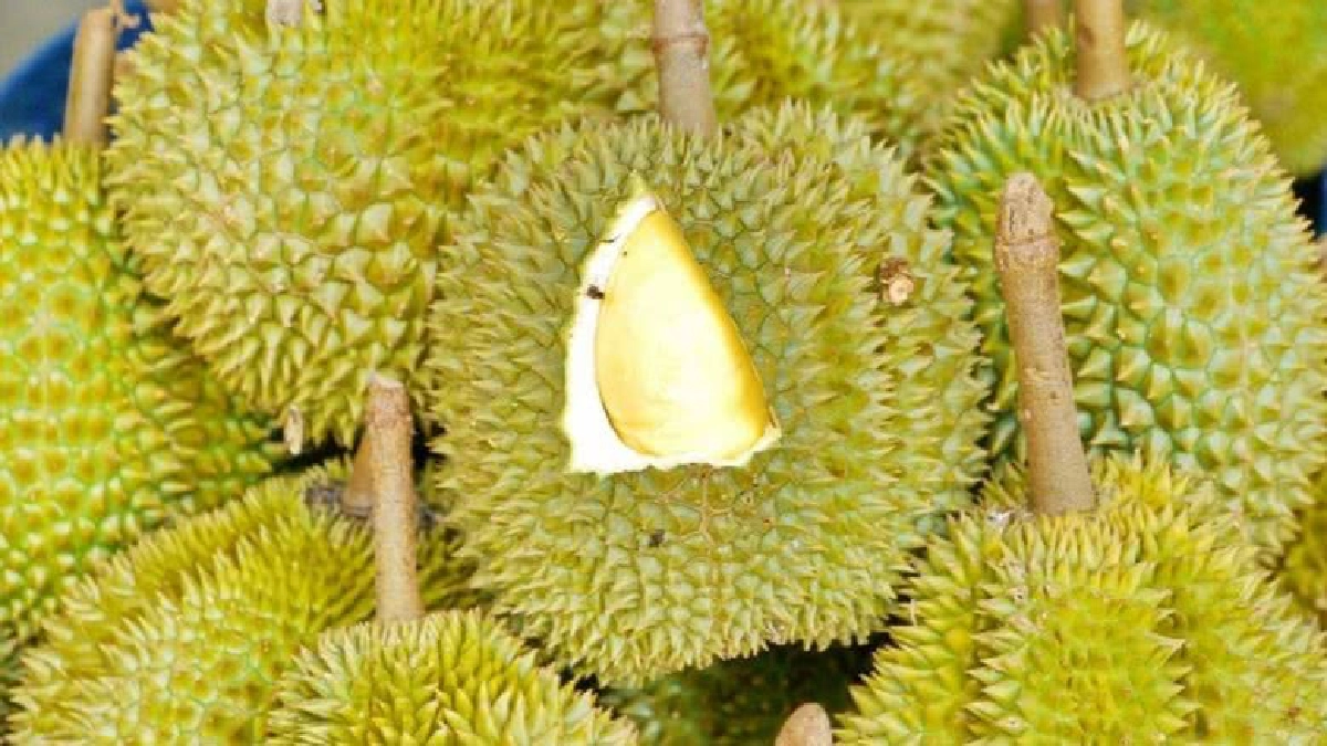 เกษตรฯตั้งป้อมคุมเข้ม “ทุเรียนอ่อน” หวั่นทำลายตลาด