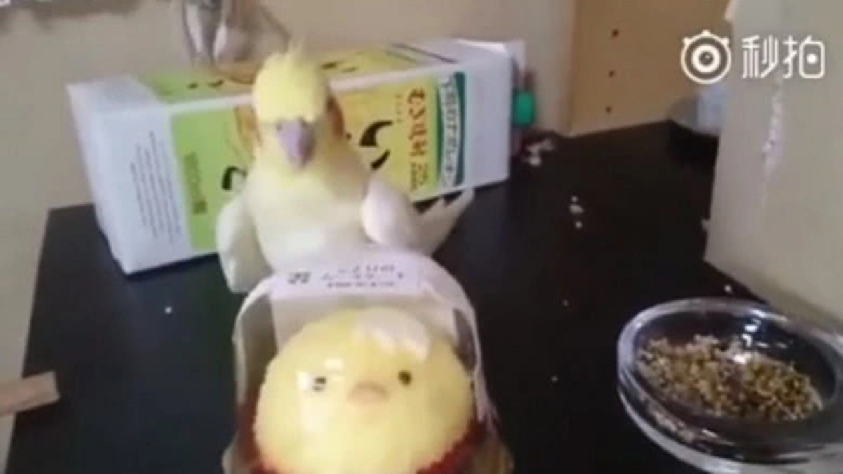 ความฮาบังเกิด !! เมื่อ “นกแก้ว” อยากช่วย “ลูกไก่”