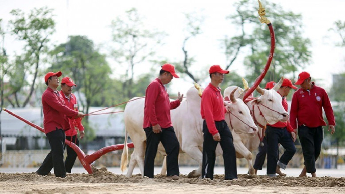 ซ้อมพระราชพิธีจรดพระนังคัลแรกนาขวัญ (ภาพชุด) ซ้อมพระราชพิธีจรดพระนังคัลแรกนาขวัญ (ภาพชุด)
