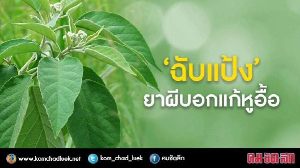 "ฉับแป้ง"ยาผีบอกแก้หูอื้อ "ฉับแป้ง"ยาผีบอกแก้หูอื้อ