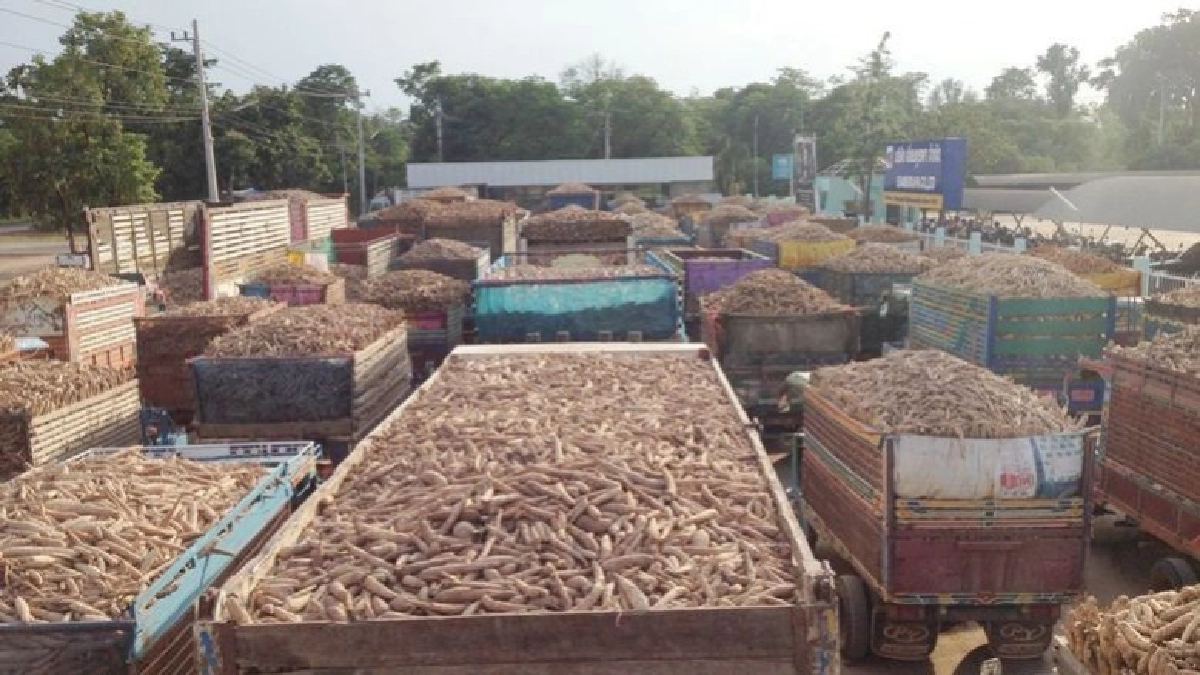 ผู้ว่าฯตรวจสอบโรงงานรับซื้อมันหลังชาวไร่ประท้วง ผู้ว่าฯตรวจสอบโรงงานรับซื้อมันหลังชาวไร่ประท้วง