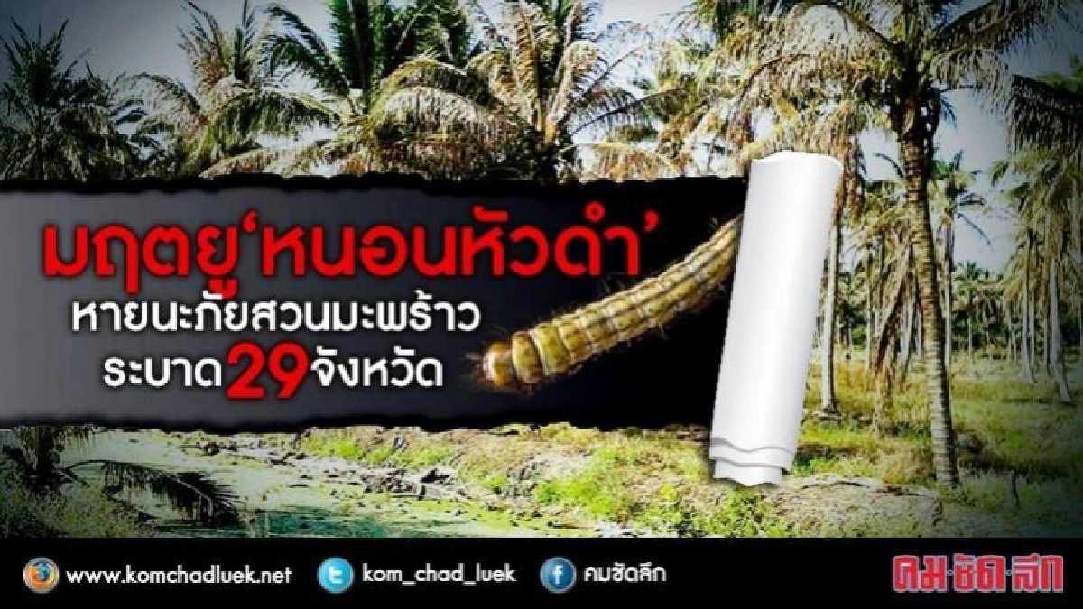 มฤตยู'หนอนหัวดำ' ทำลายล้างมะพร้าว ระบาด29จังหวัด มฤตยู'หนอนหัวดำ' ทำลายล้างมะพร้าว ระบาด29จังหวัด