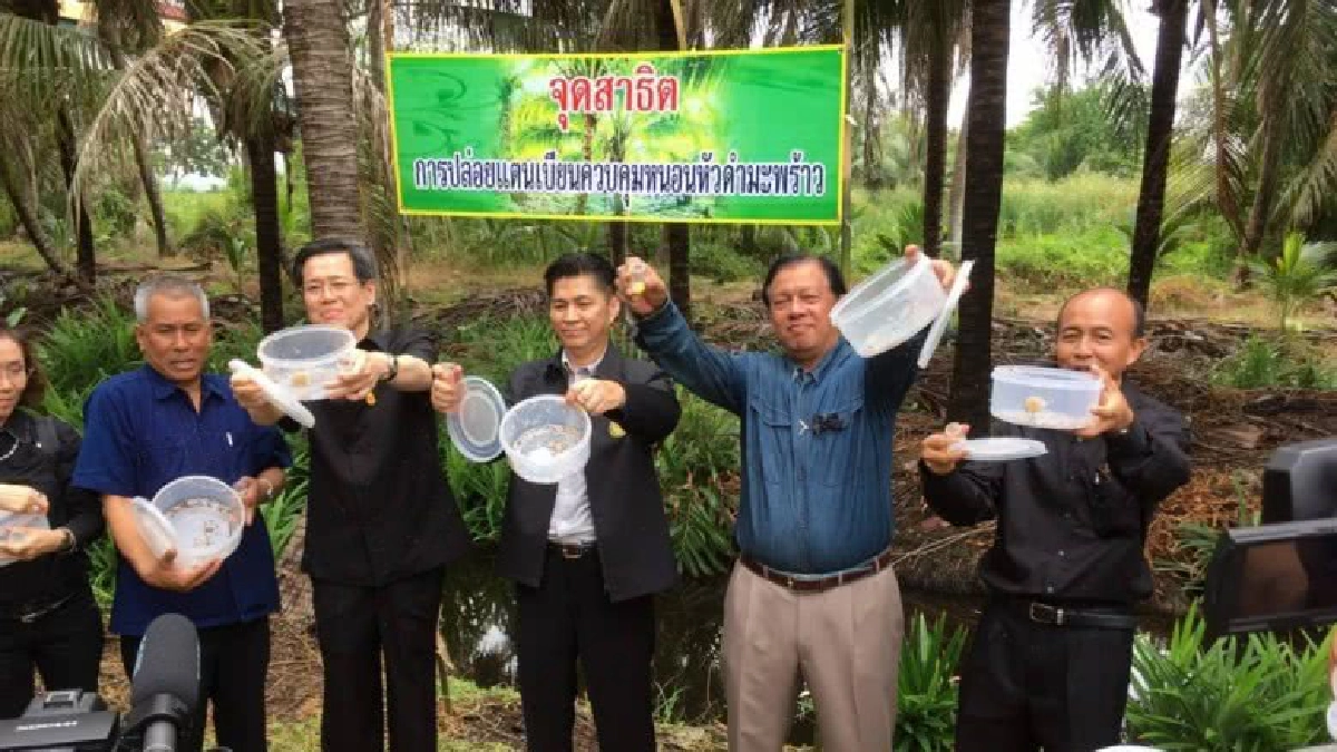 เกษตรฯผนึกหน่วยงานกำจัดหนอนหัวดำมะพร้าวระบาด