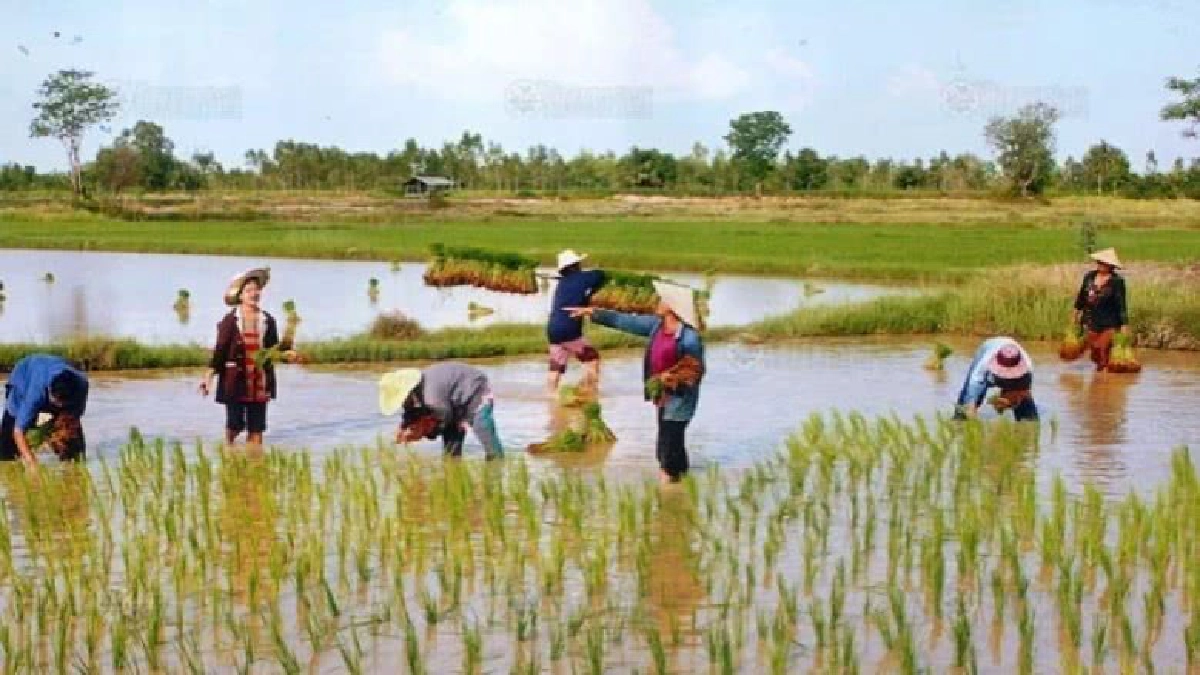 คปภ.ได้ข้อสรุปประกันภัยชาวนาปี 2560 คปภ.ได้ข้อสรุปประกันภัยชาวนาปี 2560