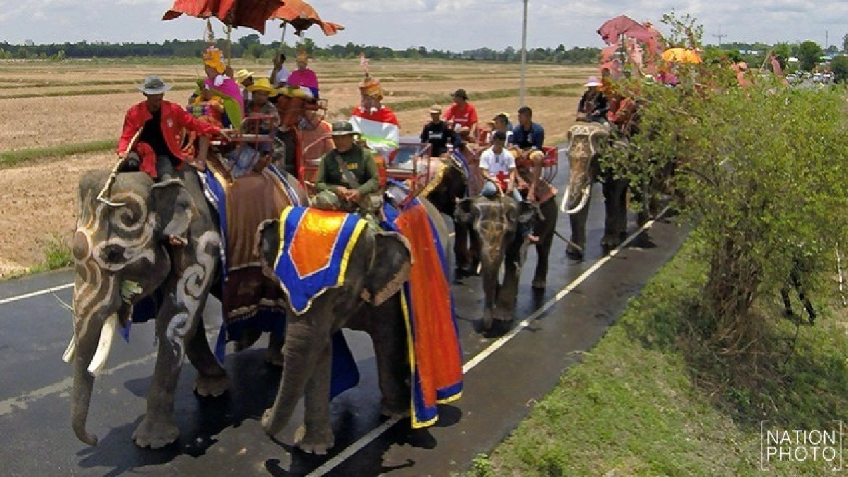 พิธีแห่นาคบนหลังช้าง พิธีเก่าแก่ของชาว จ.สุรินทร์ (ภาพชุด) พิธีแห่นาคบนหลังช้าง พิธีเก่าแก่ของชาว จ.สุรินทร์ (ภาพชุด)