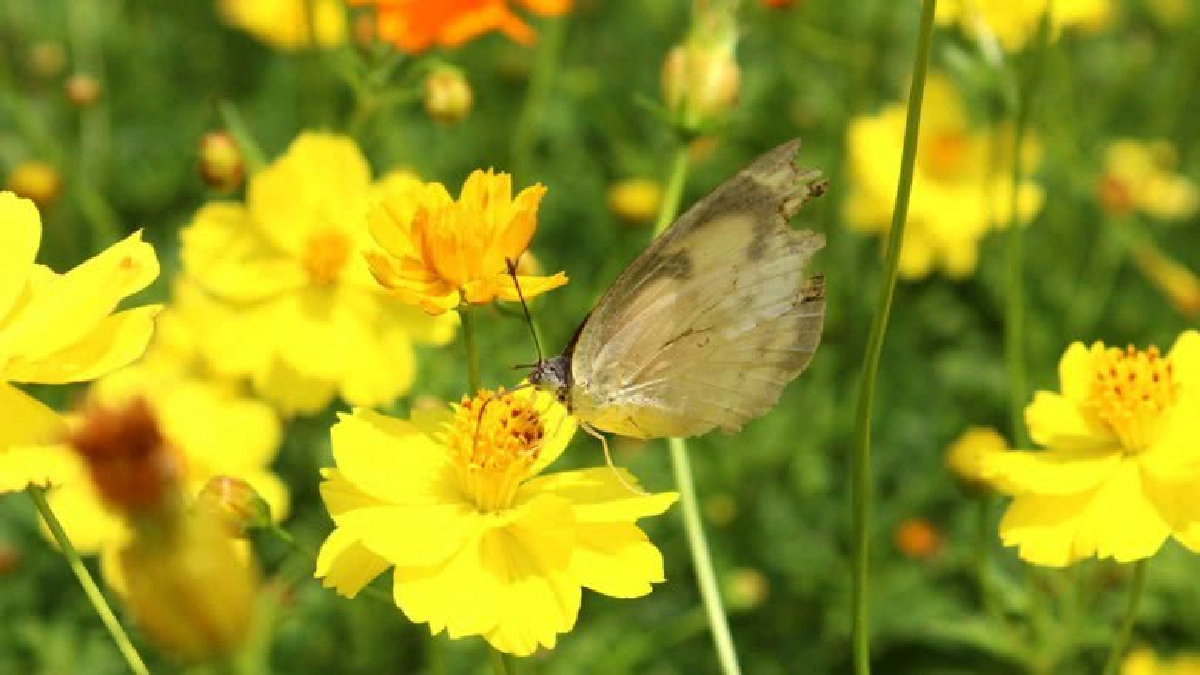 ชมฝูงผีเสื้อบินว่อนอวดโฉมสวยงามเต็มอุทยานหลวงราชพฤกษ์