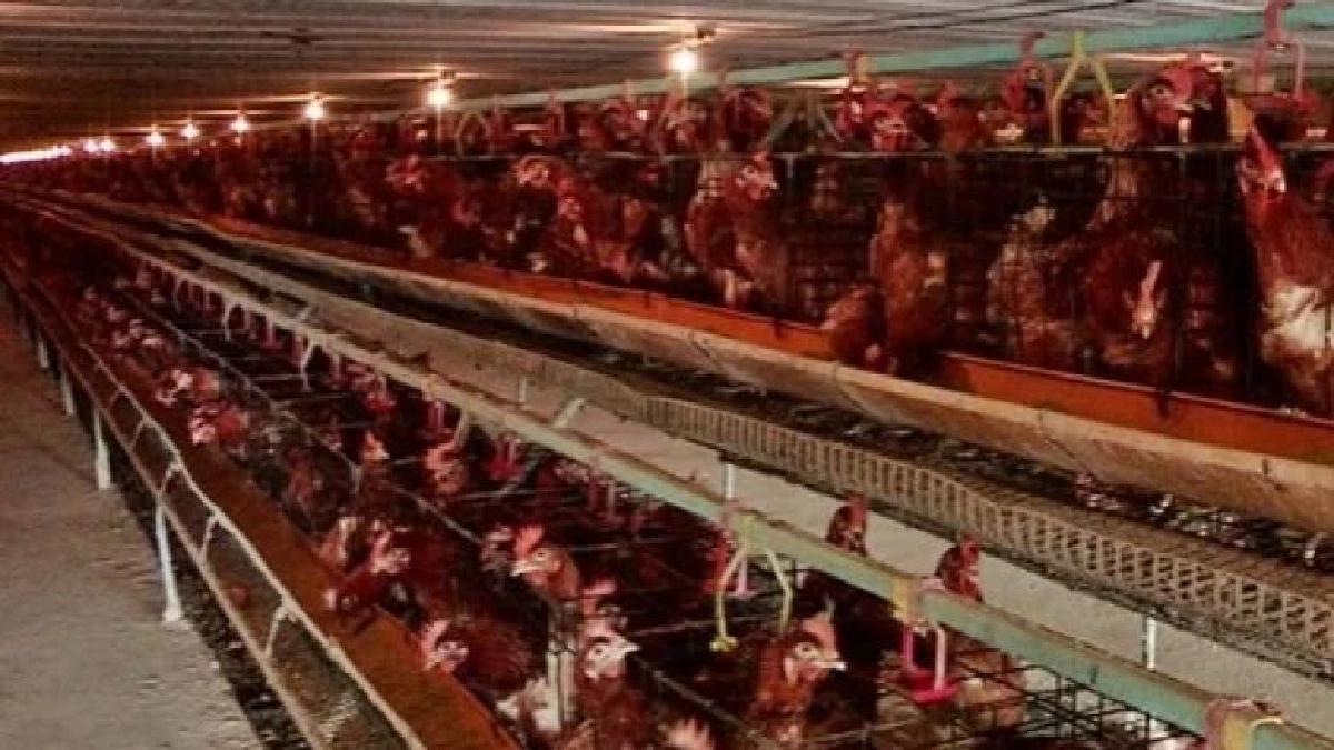 ค้านมติคุมนำเข้าพันธุ์ไก่ไข่ แนะตั้งกองทุนแก้ผลผลิตล้น
