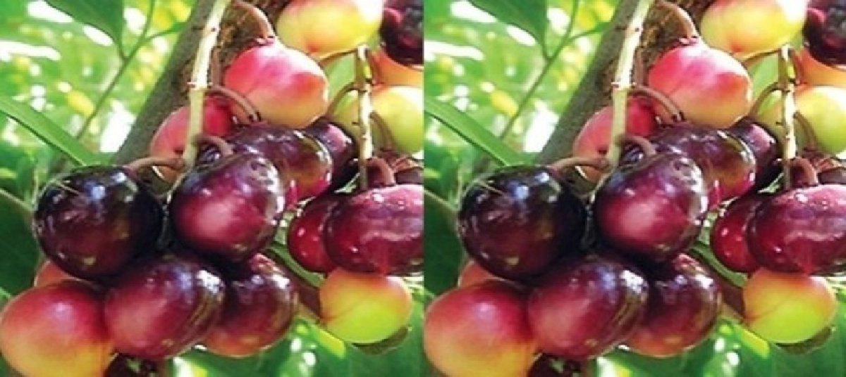  "ผักเต้า"ผลสุกแก้ท้องเสีย รากแก้ท้องผูก