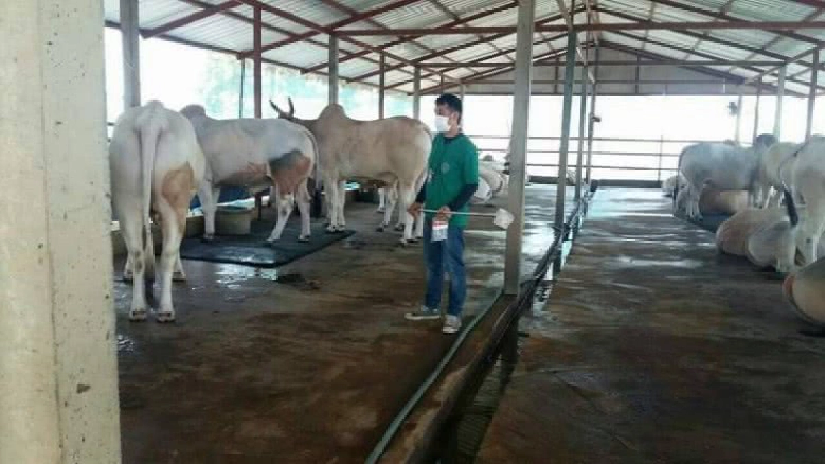 ปศุสัตว์สุ่มตรวจฟาร์มโคขุนสุโขทัยพบสารเร่งเนื้อแดง 7 ฟาร์ม