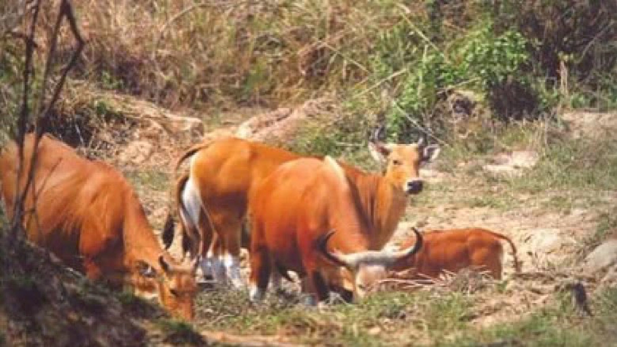ปล่อยวัวแดงใกล้สูญพันธุ์คืนสู่ธรรมชาติครั้งแรกของโลก