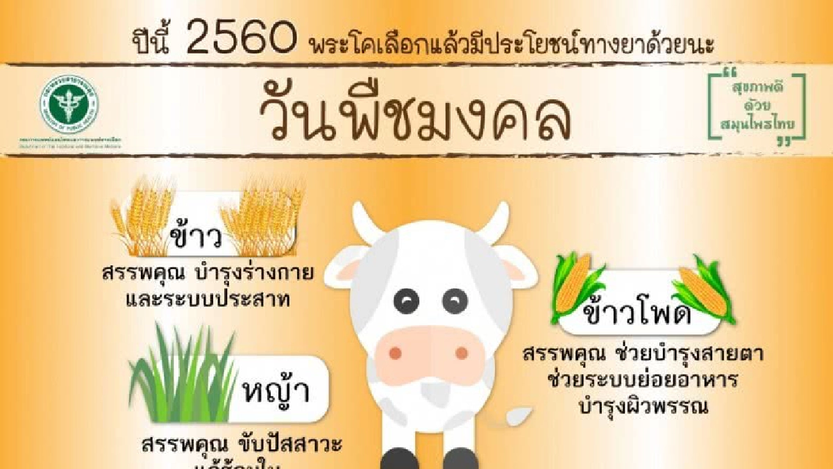 สรรพคุณทางยา “3สิ่ง” ที่พระโคเสี่ยงทายปี 60 