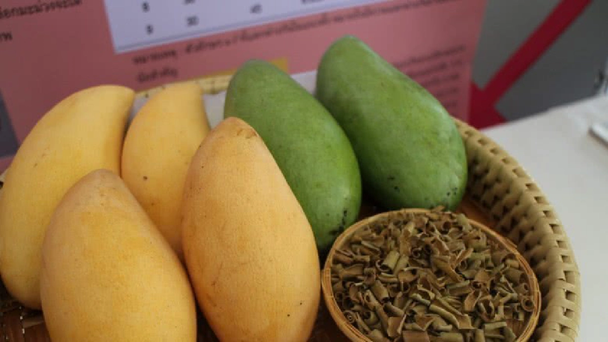  แจ่มว้าวเด็กไทยคิด “ชาเปลือกมะม่วง” สรรพคุณเลิศ