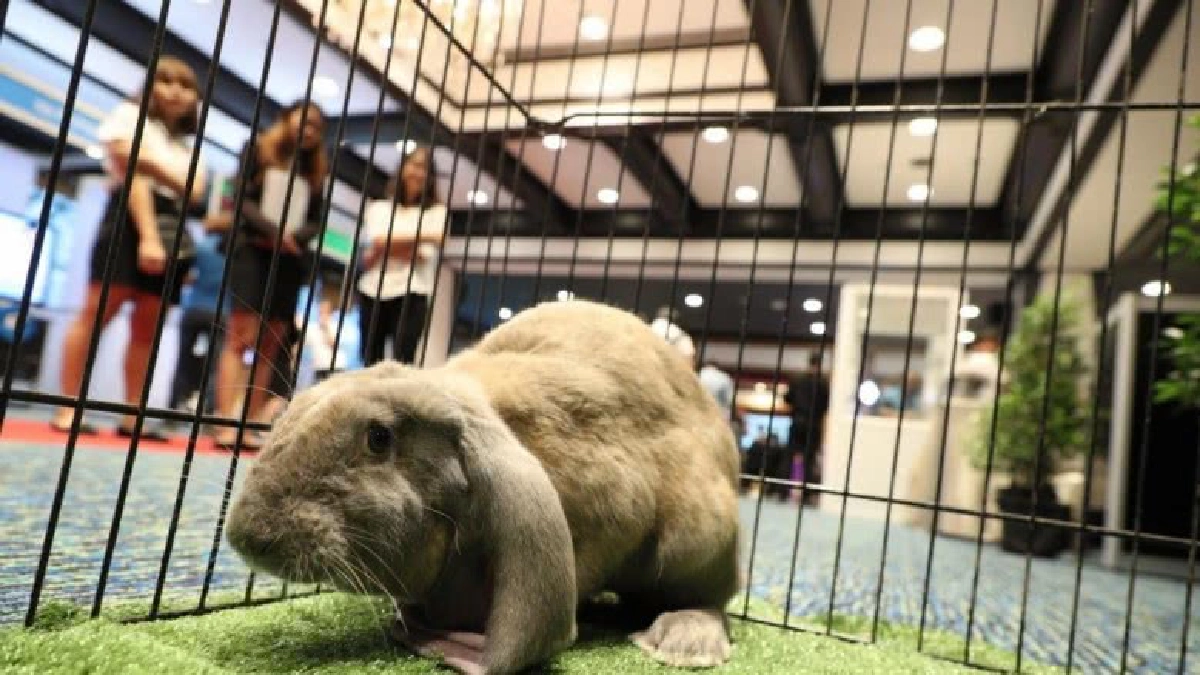 จัดใหญ่ PET EXPO THAILAND 2017