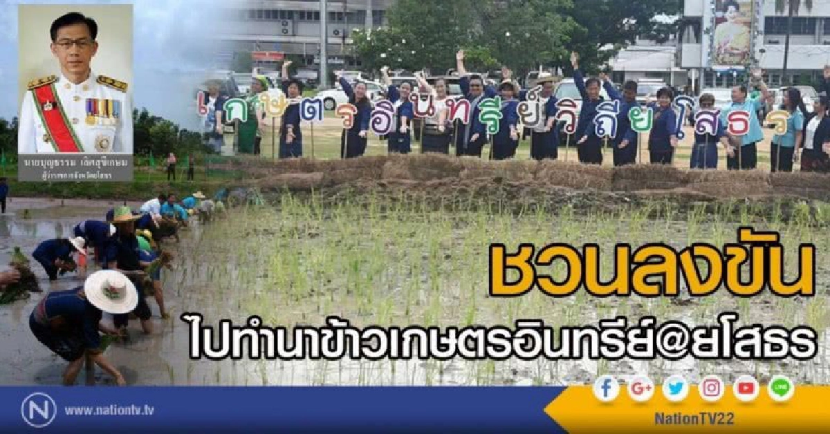 ผู้ว่าฯชวนลงขัน ร่วมทำนาข้าวอินทรีย์ ยโสธร