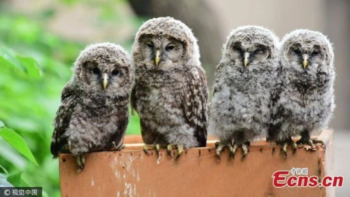 พบ "นกเค้าอินทรี" หายาก !! ถูกทิ้งในเจิ้งโจว พบ "นกเค้าอินทรี" หายาก !! ถูกทิ้งในเจิ้งโจว