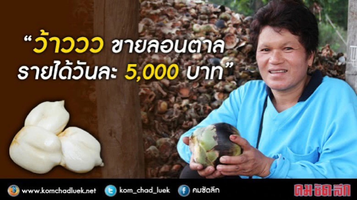 ว้าววว ขาย "ลอนตาล" รายได้วันละ 5,000 บาท